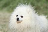 SPITZ ALLEMAND 407